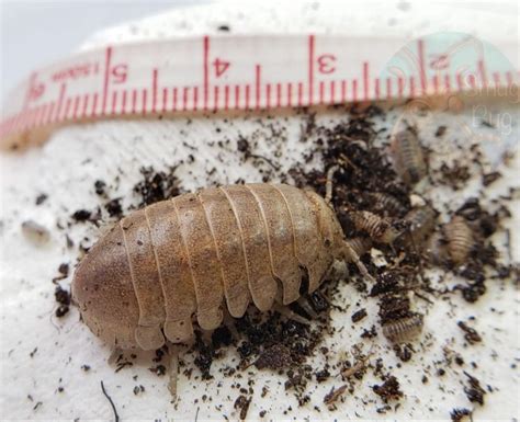 largest terrestrial isopod.